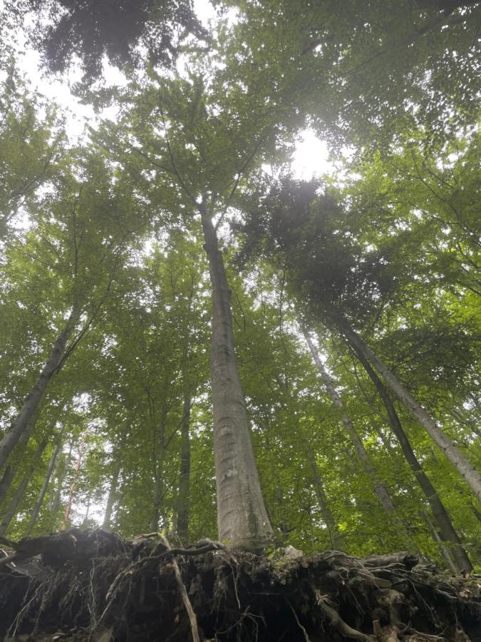 Romantyczna Chatka Pisarzowice  Dış mekan fotoğraf